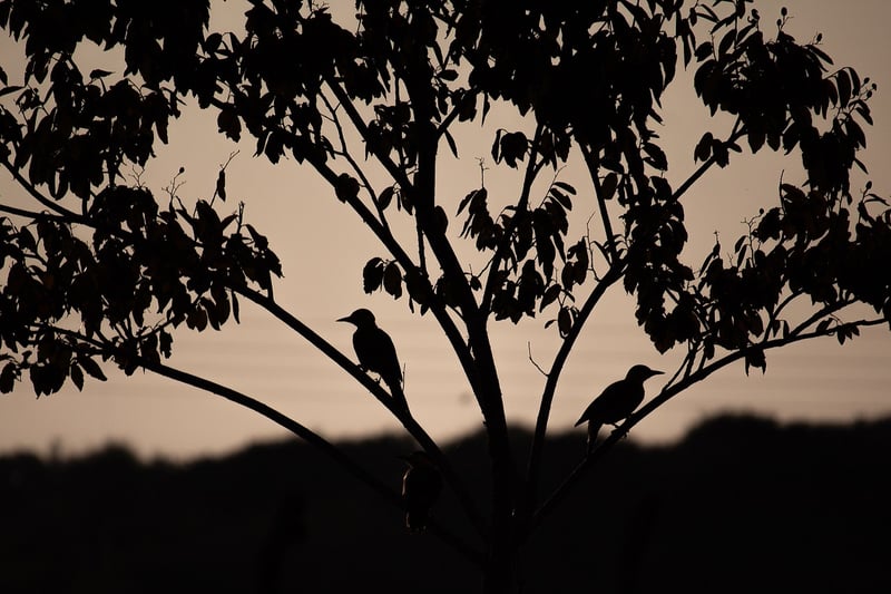 Silhouette of a person meditating